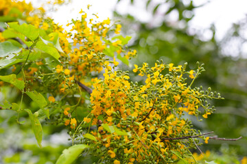 Yellow flower of burma padauk tree