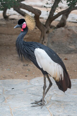 Oriental Crowned Crane
