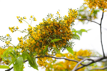 Obraz premium Yellow flower of burma padauk tree