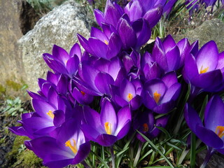 Zbliżenie na grupkę fioletowych krokusów © Kumulugma