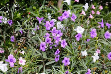 Obraz premium Ruellia tuberosa flowers with green leaves