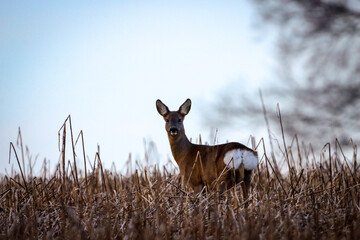 deer on the fields shows up whitetail