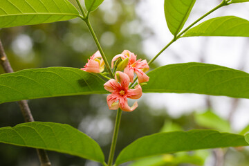 Wrightia hybrid flower with green leaves
