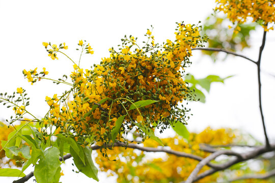 Yellow flower of burma padauk tree
