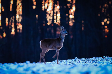 cute deer in winter landscape