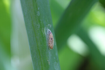 Detailed closeup on the pupa of small Leek moth, Acrolepiopsis assectella sitting on onion leaf.
