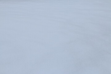 雪原に映る青い影