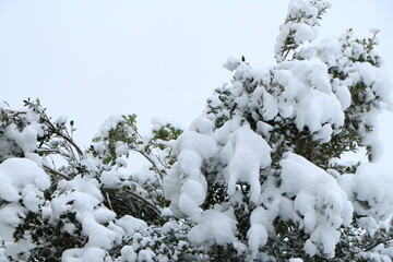 綿のような雪に覆われた木