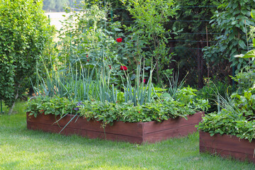 Growing vegetables, fruits and ornamental plants in your own garden. Raised beds.
