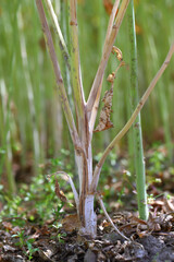 Stem rot (Sclerotinia sclerotiorum) bleached infected stem of oilseed rape in a crop.