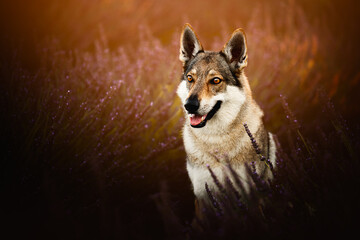 portrait of a wolf dog in the lavender, warmth, summertime