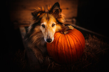 Shetland shepherd posing with a pumpkin, autumn, fall, halloween