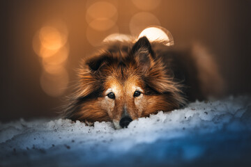 Shetland shepherd laying down on the snow with a warm bokeh in the background