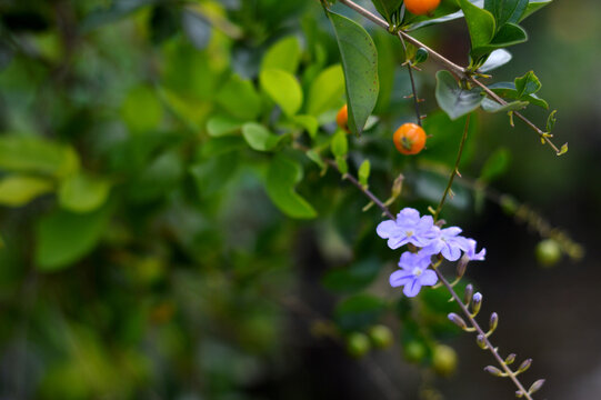 Duranta erecta vanillier de Cayenne