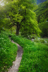 Curved narrow hiking pathway in the flowery green forest