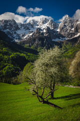 Stunning scenery with high snowy mountains and blooming fruit trees