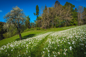 Fragrant white daffodil flowers on the green meadow in Slovenia - 754871072