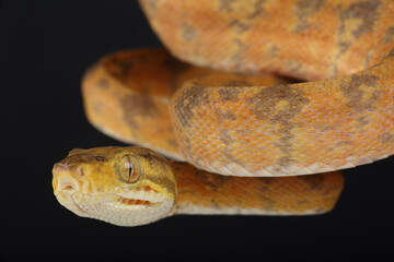 Portrait of an Amazon Tree Boa
