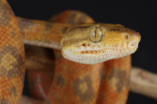 Portrait of an Amazon Tree Boa
