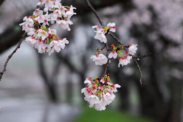 雨の日の桜　Cherry blossoms on a rainy day