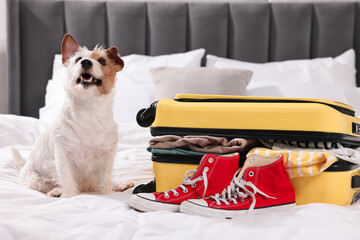 Travel with pet. Dog, clothes, shoes and suitcase on bed indoors