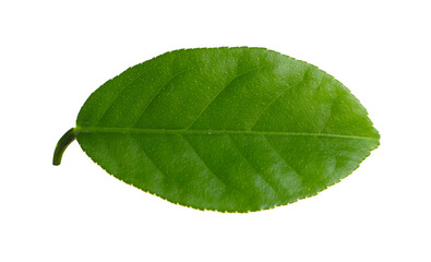 Green leaf of lemon tree isolated on white
