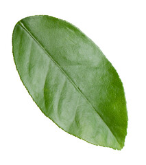 Obraz premium Green leaf of lemon tree isolated on white