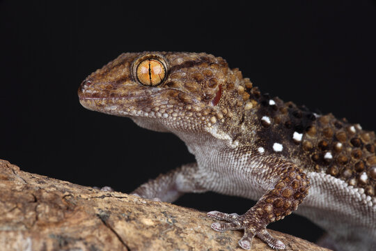 Portrait of a Turner's Thick-toed Gecko on a branch
