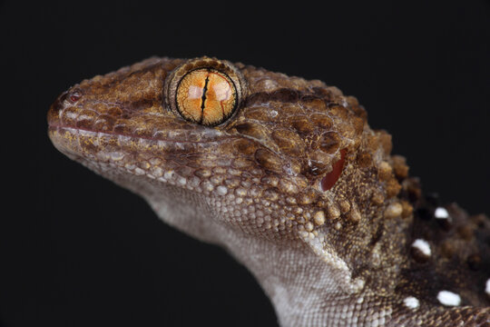 Portrait of a Turner's Thick-toed Gecko against a black background