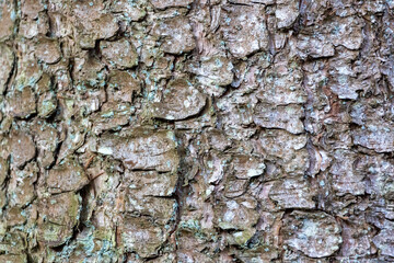 The bark of a tree is rough and has a lot of texture