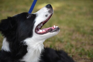 border collie dog