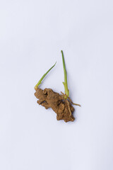 Ginger seedlings growing shoots on a white background