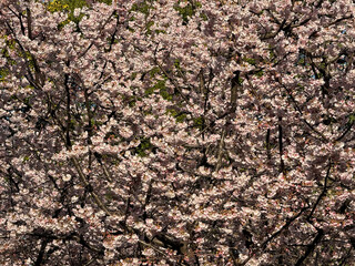 many sakura tree branches full frame background