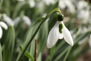 Beautiful white blooming snowdrops growing outdoors, closeup