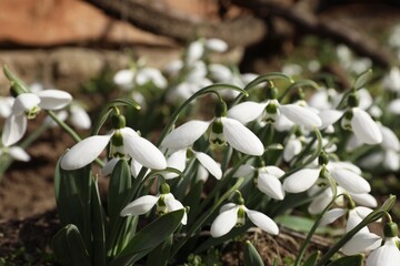 Beautiful white blooming snowdrops growing outdoors, closeup