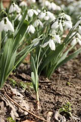 Beautiful white blooming snowdrops growing outdoors, closeup