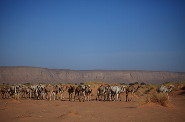 Fototapeta na wymiar Camels in the desert in Saudi Arabia