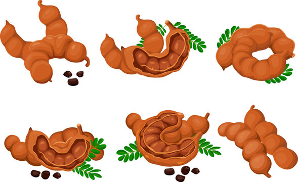 Fototapeta Tamarind fruit seeds and pods. vector illustration flat cartoon icon isolated on white.Vector eps 10. perfect for wallpaper or design elements