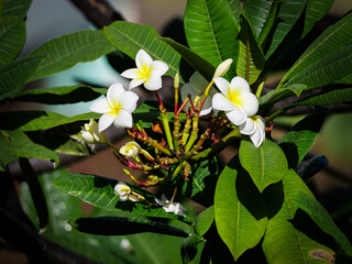beautiful frangipani on sunny day in nature