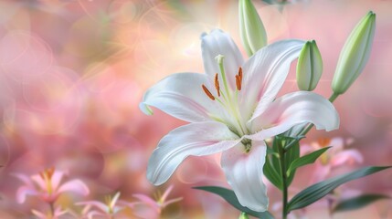 Naklejka premium Beautiful blooming lily flower minimalist fantasy background template fresh light pink yellow white color lily flower poster nature background, Aesthetics floral inspirational tenderness illustration