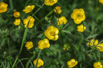 Ranunculus acris is a species of flowering plant in the family Ranunculaceae,  Common names include...