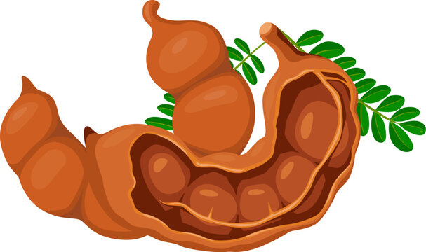 Tamarind fruit seeds and pods. vector illustration flat cartoon icon isolated on white.Vector eps 10. perfect for wallpaper or design elements