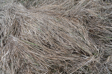 Photo texture background, dry grass in a field close-up in early spring.