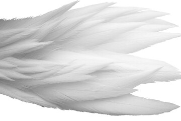 white swan feather white black isolated