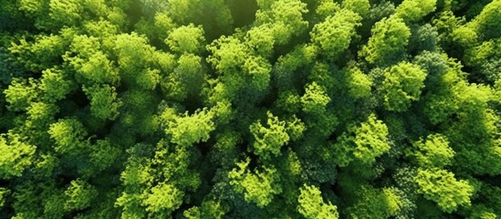 Aerial view of green mangrove forest texture
