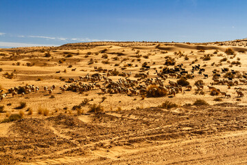 A large flock of sheep (ovis aries ) grazing in the desert. Tunisia, Africa