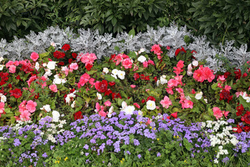 colorful flowerbed in the park from peony bushes, ornamental grass, blooming begonias and ageratrum