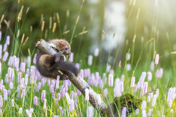 Cute marten is a trainee on the branch on a meadow with summer flowers. Horizontally. 