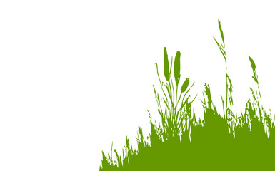 Fototapeta premium Image of a green monochrome reed,grass or bulrush on a white background.Isolated vector drawing.Black grass graphic silhouette.
