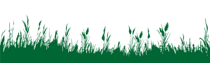 Image of a  green monochrome reed,grass or bulrush on a white background.Isolated vector drawing.Black grass graphic silhouette.